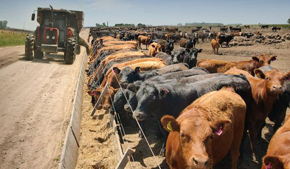 Feedlots: creció el encierre en diciembre pero prevén menos oferta para la faena en febrero y marzo