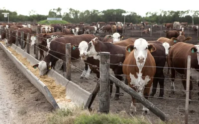 Feedlots: crece la ocupación y baja la rentabilidad