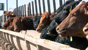 Feedlots con alto encierres y renta en caída