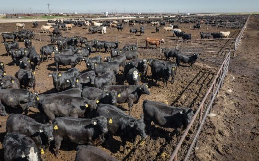 Cambio de escenario para el engorde a corral