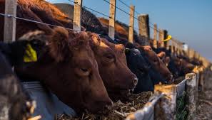 Comienzan a vaciarse los feedlots y crecen sus pérdidas económicas