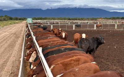 Se vacían los feedlots y anuncian más escasez de ganado para la faena