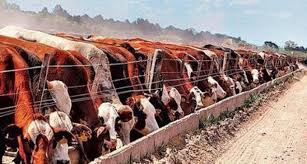 Mejora la posición de hacienda en los feedlots