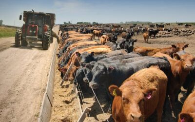 La brecha entre gordo e invernada es de 45%: “los números no dan”, aseguró el feedlotero Juan Eiras