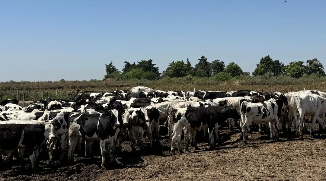 “El Negocio de la Carne Holando, cómo producir calidad y blindar tu margen para 2026”. Será con entrada libre y gratuita pero cupos limitados