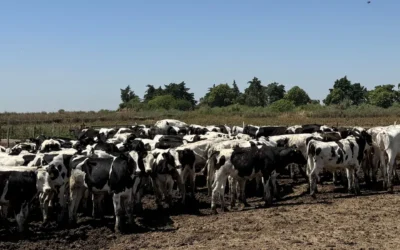 “El Negocio de la Carne Holando, cómo producir calidad y blindar tu margen para 2026”. Será con entrada libre y gratuita pero cupos limitados