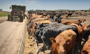 Alto nivel de encierre en los feedlots pero renta muy ajustada