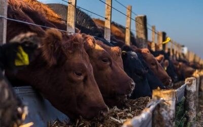 Niveles de encierre record en los feedlots