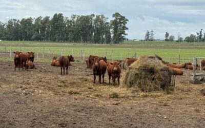 El 24 de junio se llevará a cabo una nueva Jornada a Campo del IPCVA en la Cabaña La Coincidencia, 9 de Julio, Buenos Aires