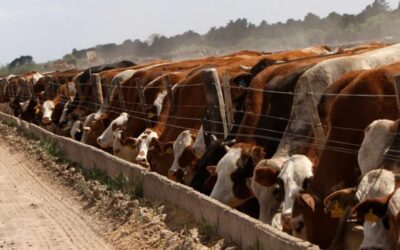 Feedlots: los engordes se estiran hasta 200 días y casi la mitad de la hacienda que sale va a los frigoríficos exportadores